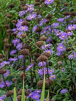 Phlomis seedheads coupled with Symphyotrichum - Aster - flowers