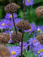 Phlomis seedheads coupled with Symphyotrichum - Aster - flowers 