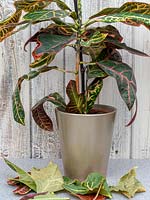 Codiaeum 'Petra' - Croton - leaf loss in houseplant 