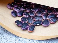 Phaseolus coccineus - Runner Bean - dry seed in envelopes to store and sow next year 