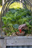 View through end of raised bed a crop cover of hoops and netting protecting Strawberry 'Red Gauntlet'