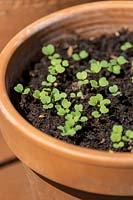 Eruca - Rocket - seedlings in terracotta pot