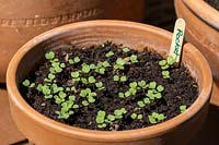 Eruca - Rocket - seedlings in a pot