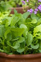 Mixed salad leaves in terracotta pot. Mustard, Mizuna, Rocket