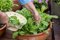 Picking mixed salad leaves: Mustard, Mizuna and Rocket from a pot