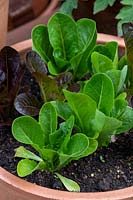 Mixed colours of Romaine Lettuce in a pot