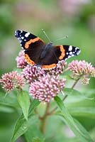 Vanessa atalanta - Red admiral butterfly on Eupatorium flower in September.
