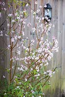 Daphne bholua 'Jacqueline Postill' in front of wooden fence