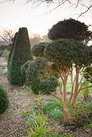 Clipped evergreens of Luma apiculata, box and yew in March