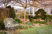Garden in March with clipped evergreens for year round structure including yew, box and Luma apiculata, and small flowering plants including Hellebores, Cyclamen and Muscari