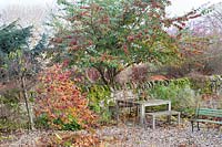 Cotoneaster tree in berry by stone wall and garden furniture, in foreground foliage of Corylus avellana contorta  