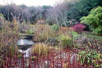 Planting around pond including Cornus - Dogwood - red stems and Bamboo