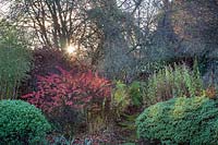 Low sun bursting from behind tree catches Berberis foliage in a shrub border