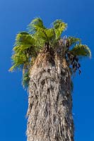 Washingtonia filifera - Desert Fan Palm - against a blue sky