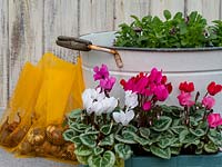Materials for planting up metal tub container with autumn bedding plants and spring bulbs. 

