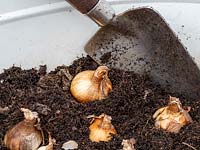 Planting up metal container with spring flowering bulbs in autumn. 