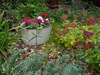 Metal tub container planted with Cyclamen and Pansy.