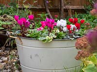 Metal tub container planted with Cyclamen and Pansy.
