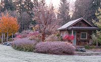 Early morning light on late autumn, frosty garden, featuring rustic cabin.