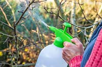 Woman applying Winter wash to fruit tree in December using a sprayer