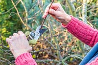 Woman shortening the shoots on a fruit tree - Victoria Plum in Winter - cutting to just above a bud