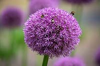 Allium 'Beau Regard' AGM with Bumblebees