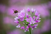 Allium unifolium 'Eros' with Bumblebee in flight