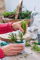 Inserting evergreen sprigs of greenery into a glass 