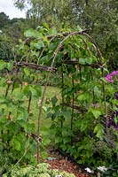 Hazel arch with Runner Beans, variety 'Celebration'