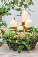 Advent arrangement in basket with white pillar candles and succulents including Monanthes, Haworthia, Sempervivum and Muhlenbeckia