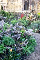 The Stumpery Garden with decorative sculptural logs, hellebores, tulips and Muscari. Arundel Castle, West Sussex, UK.

