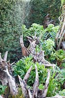 Hellebores growing around sculptural wooden stumps. The Stumpery Garden, Arundel Castle, West Sussex, UK. 