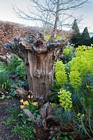 Dramatic sculptural tree stump with spring planting. The Stumpery Garden, Arundel Castle, West Sussex, UK. 