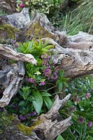 Double hybrid hellebores growing around decorative sculptural wooden stumps in spring Garden. The Stumpery Garden, Arundel Castle, West Sussex, UK. 