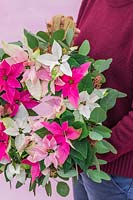 Woman holding Poinsettia wreath in pastel colours - small flowered Prinsettias. 