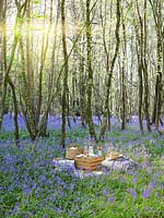 Picnic set out in Bluebell wood, with cushions, blankets, wooden boxes, baskets and food. 