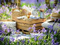 Picnic items set out in Bluebell wood in Spring