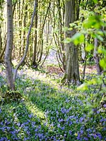 Bluebell wood in Spring. 