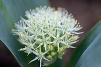 Allium karataviense 'Ivory Queen' - Kara Tau garlic 'Ivory Queen'