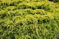Juniperus Ã— pfitzeriana 'Carbery Gold' - Juniper 'Carbery Gold'