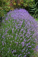 Lavandula angustifolia 'Munstead' - English Lavender 'Munstead'