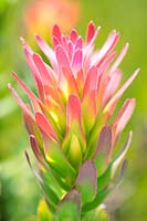 Mimetes cucullatus - Common Pagoda Protea