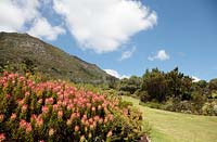 Mimetes cucullatus - Common Pagoda Protea in Kirstenbosch National Botanical Garden, Cape Town, South Africa