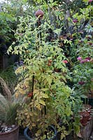 Tomato Gardener's Delight suffering from too much rain in October fruit on plant, yellow leaves and unripe fruit seeds 