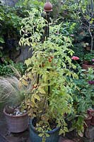 Fruit not ripening and leaves yellowing due to too much rain in late summer,  Tomato Gardener's Delight in pot