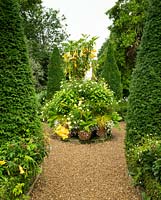 An elaborate display of Brugmansia x candida 'Grand Marnier' and Argyranthemum frutescens 'Butterfly' in containers surrounded by Yew pyramids at East Ruston Old Vicarage