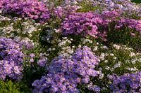 Mixed bed of Asters 