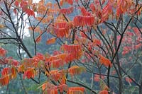 Rhus typhina in Autumn - Stag's horn Sumach