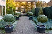 The Courtyard Garden on a frosty December morning. Planting includes standard box balls 'Buxus', yew pyramids and hedge 'Taxus baccata' Magnolia grandiflora 'Exmouth' on the wall - left, roses 'Gloire de Dijon' and Zephirine Drouhin' on the facing wall, and a carpet of Hedera helix 'Hibernica' either side of the path.