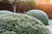 Clipped box balls 'Buxus' backed by a beech hedge 'Fagus' in The Font Garden on a frosty December morning